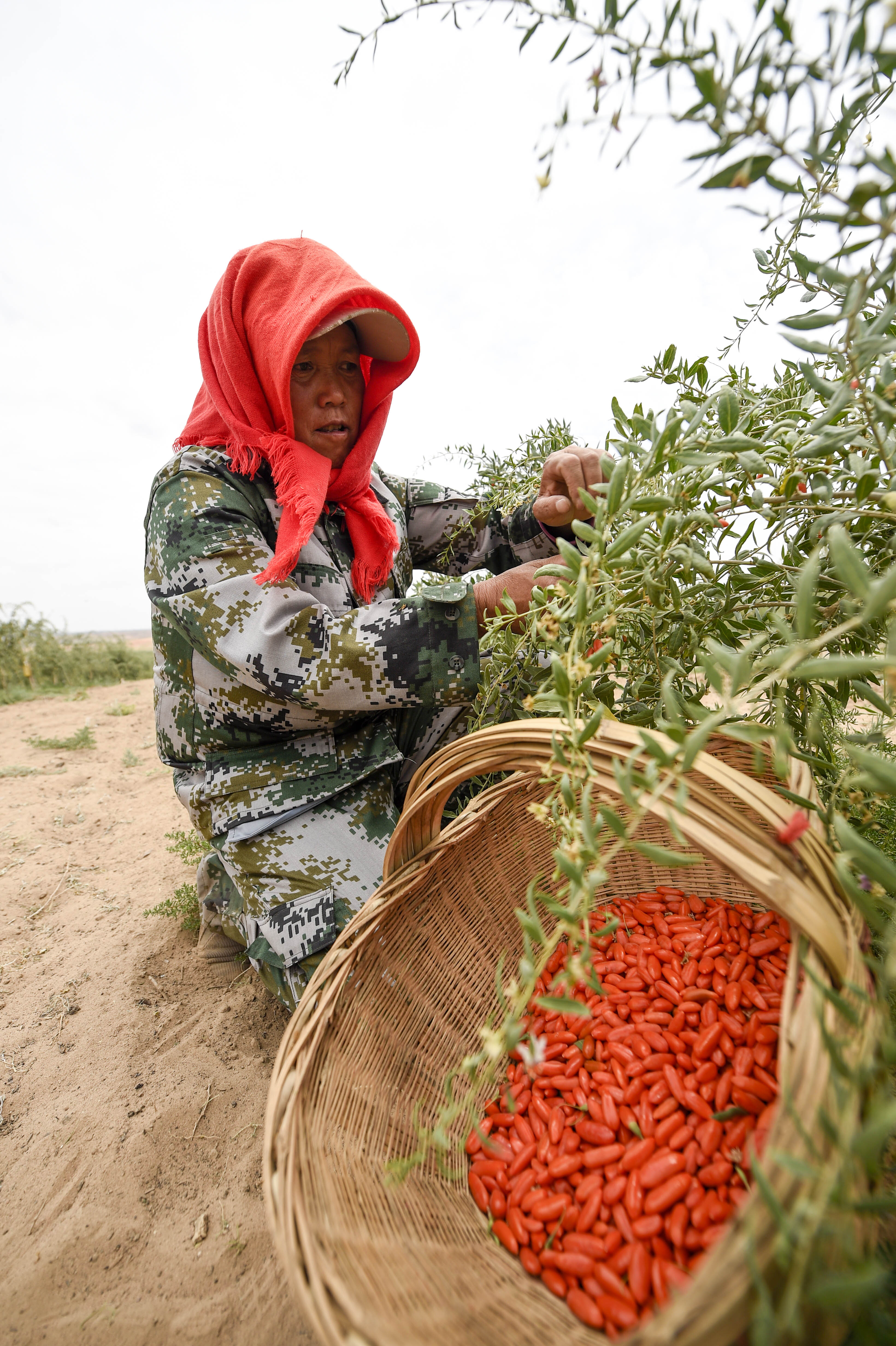 宁夏:头茬枸杞采摘忙