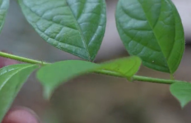 乡下这种植物,人称穿心蛇目前功效极高,农民都知可药用