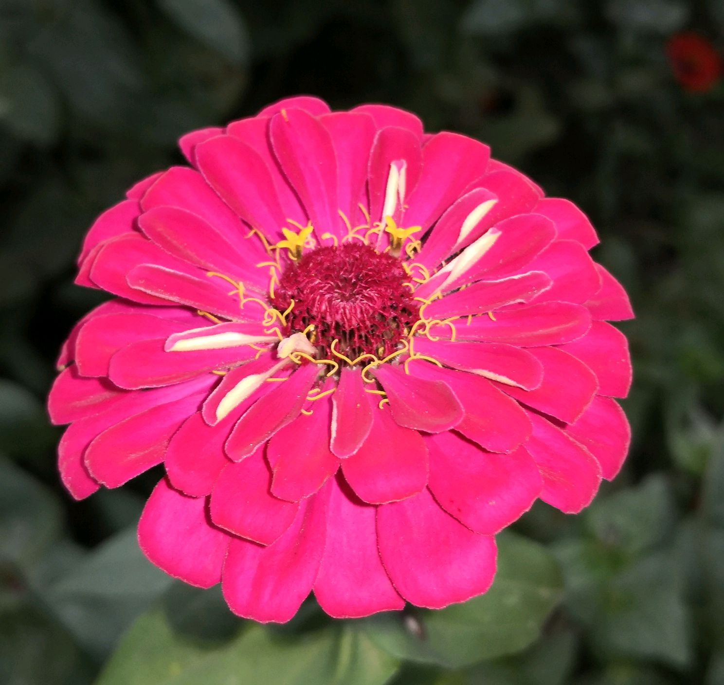 最后的芬芳:花容丽艳不及秋,蕊芯凋零断肠愁