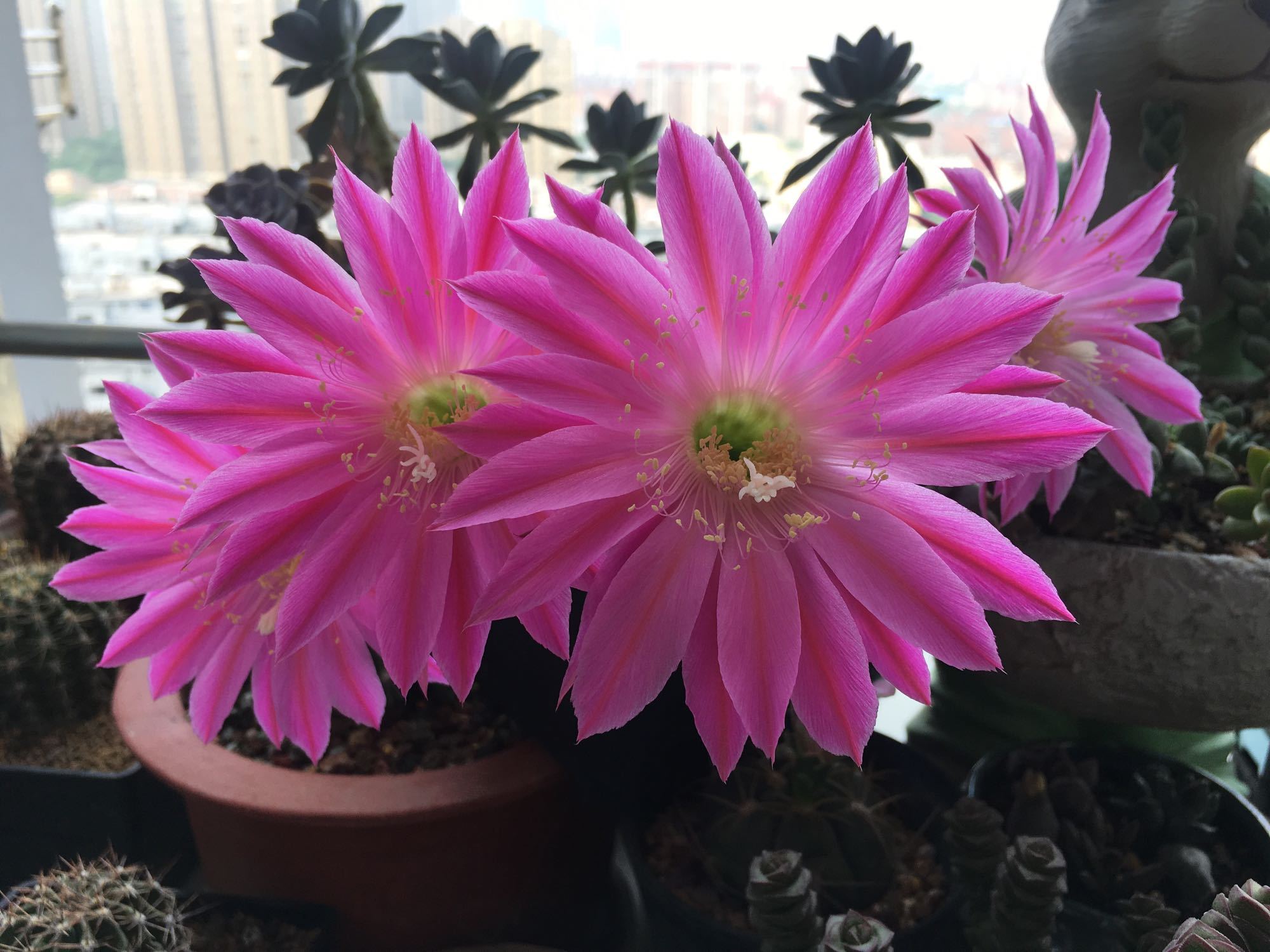 盆栽仙人球选这款,花朵超漂亮,开花勤快,养护容易,很值得拥有