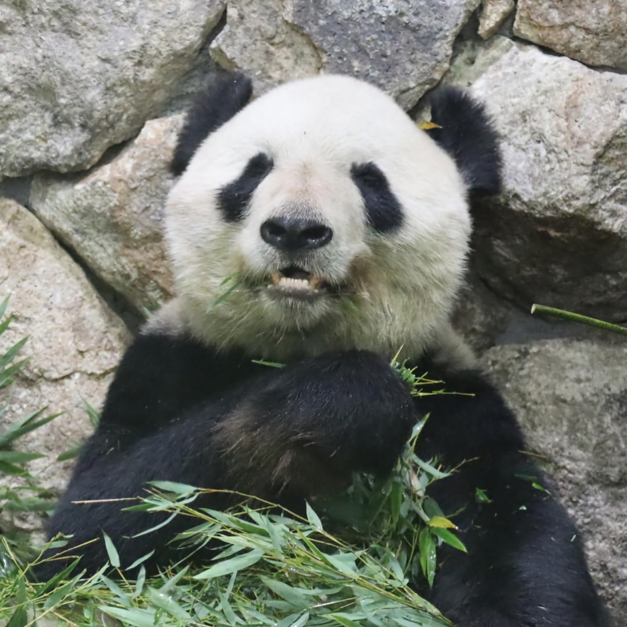 大熊猫永明的快乐人生