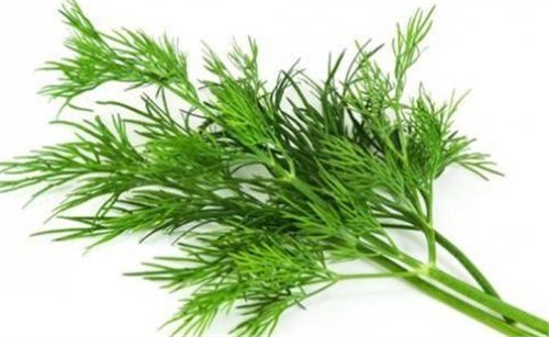 女人吃茴香菜的好处 茴香菜的营养价值