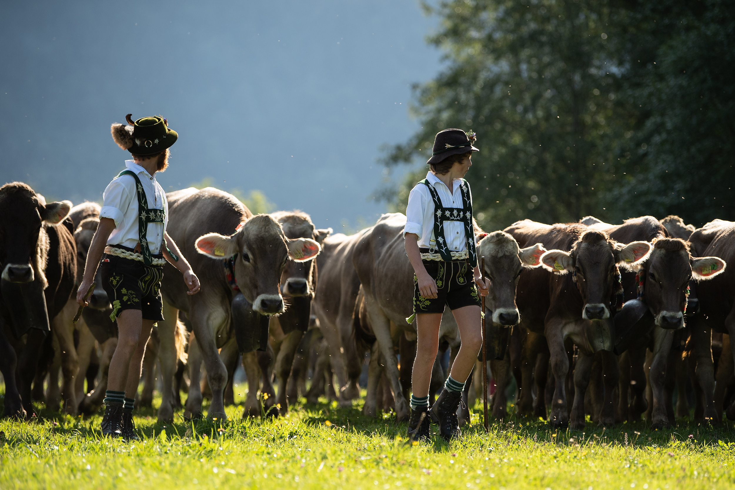 德国:巴伐利亚牧民的秋季转场(7)