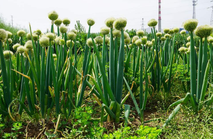 小雨天说种植,大葱的种植技术和相关知识