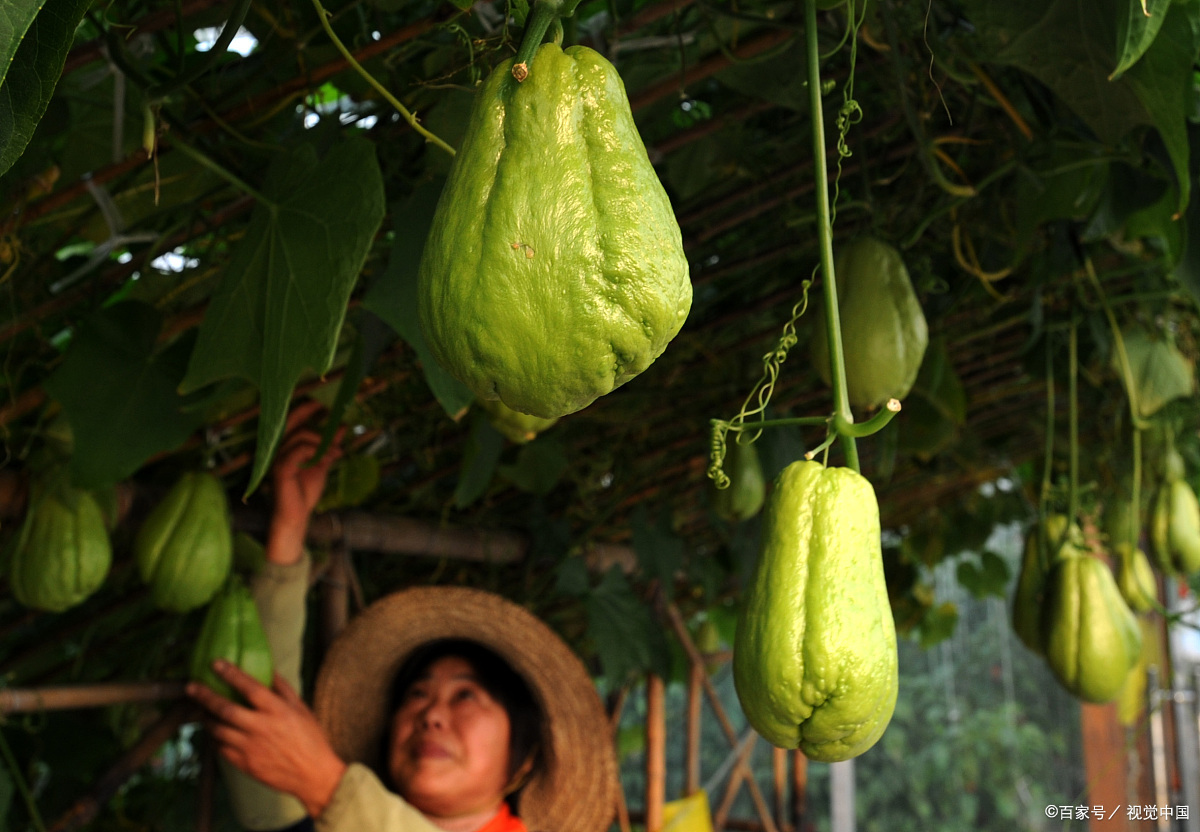 捧瓜是什么东西?