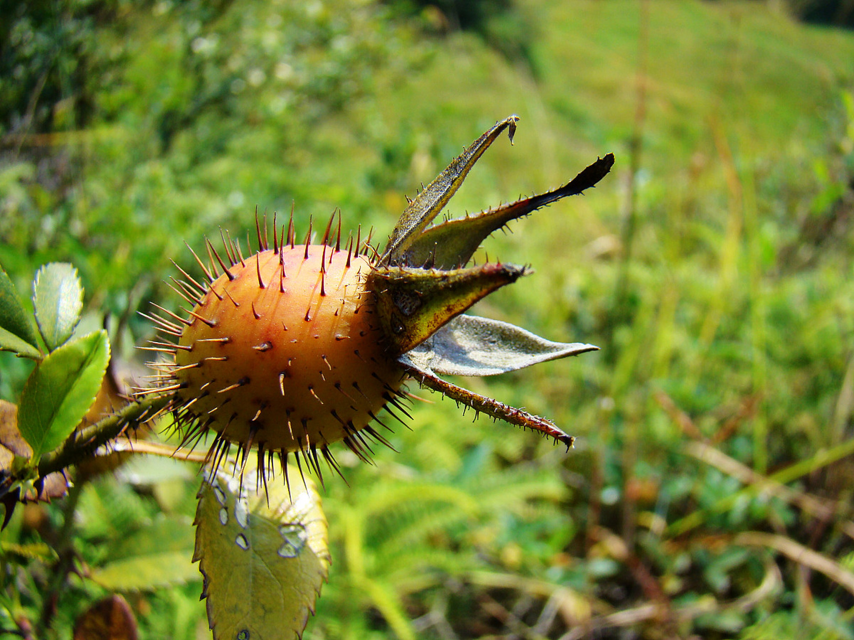我家乡的特产#  金樱子可以泡酒也可以炖汤哟 金樱