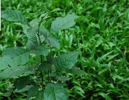 科普一下,了解木橘的请举手