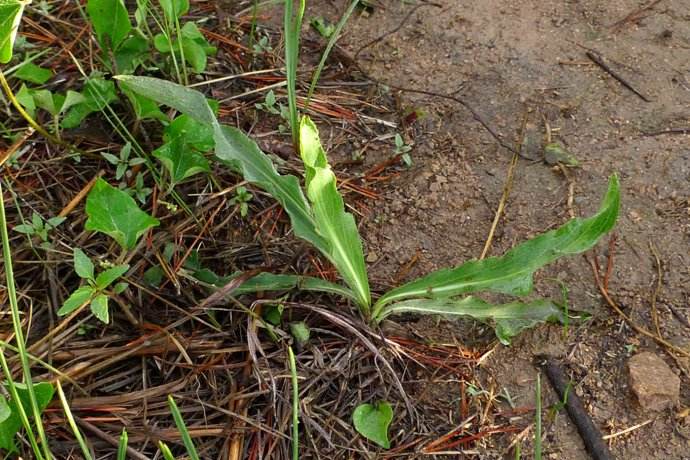 农村的这种野草能治风湿,长得像蒲公英,外号老虎嘴