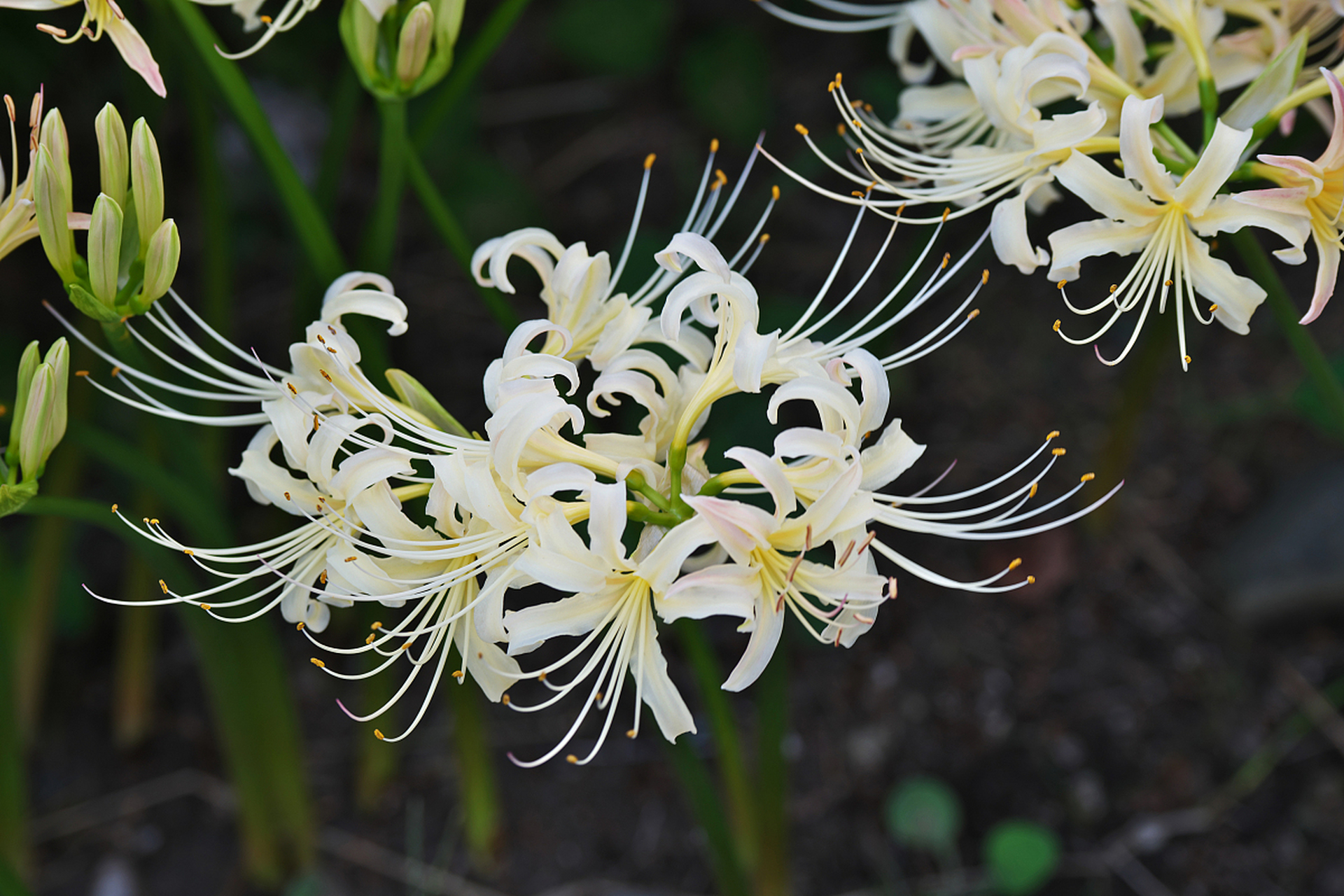 白色彼岸花,纯洁,高贵和神秘的花语象征,让人心驰神往.