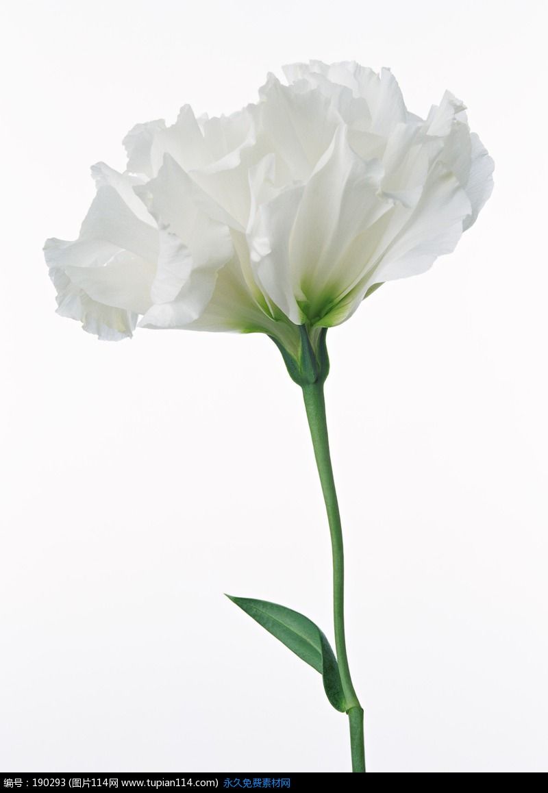 一朵白色康乃馨图片