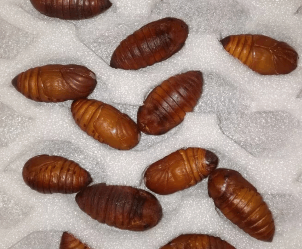 人们讨厌的毛毛虫,它的蛹却是"宝贝",说出来你都不信