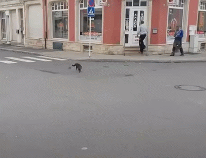 大街上,一只大黑猫被一只老鼠追的满大街跑,现实版的汤姆和杰瑞