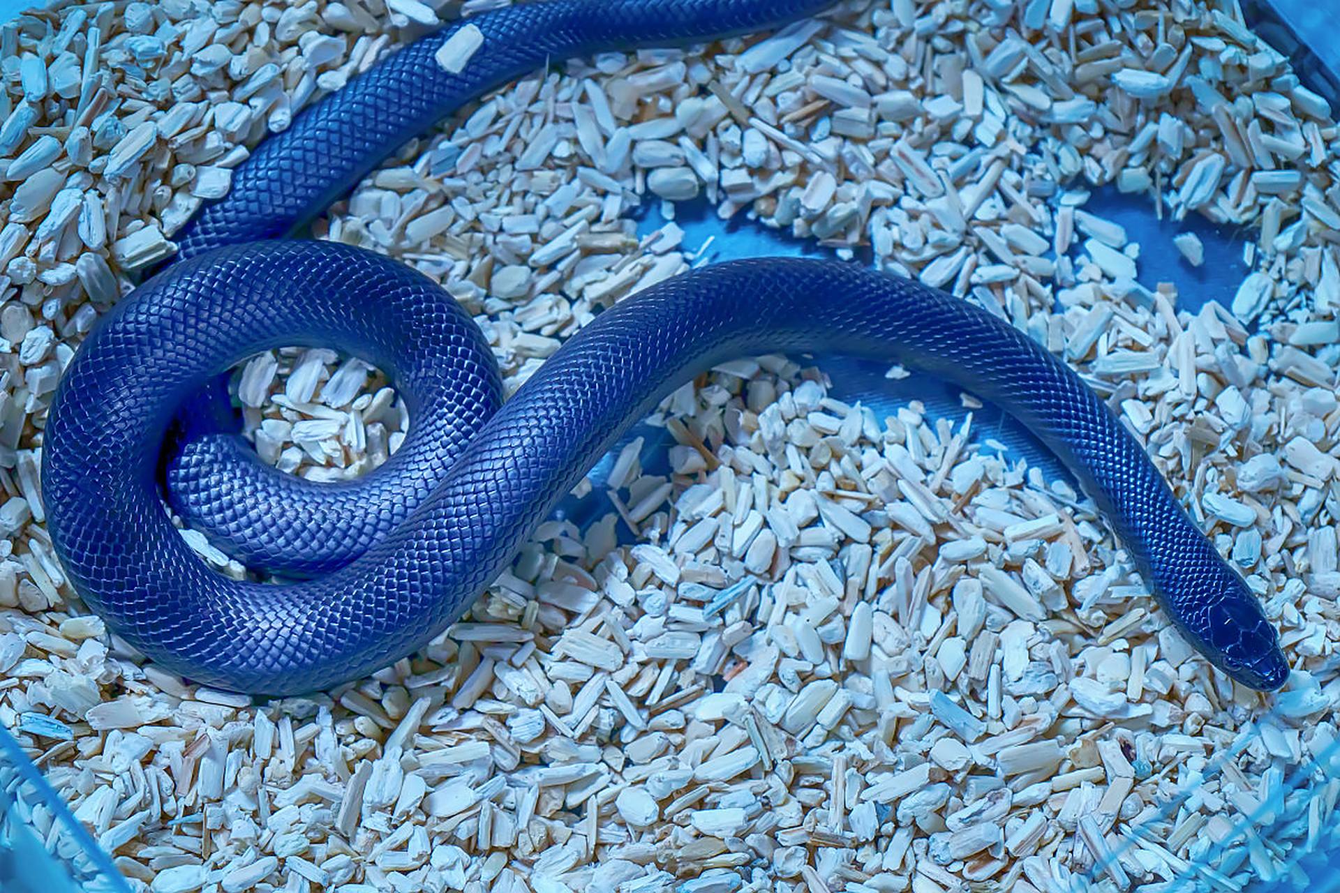 它们全身以蓝色为主,背部有着黑色横带,其毒腺延伸至身体内部三分之