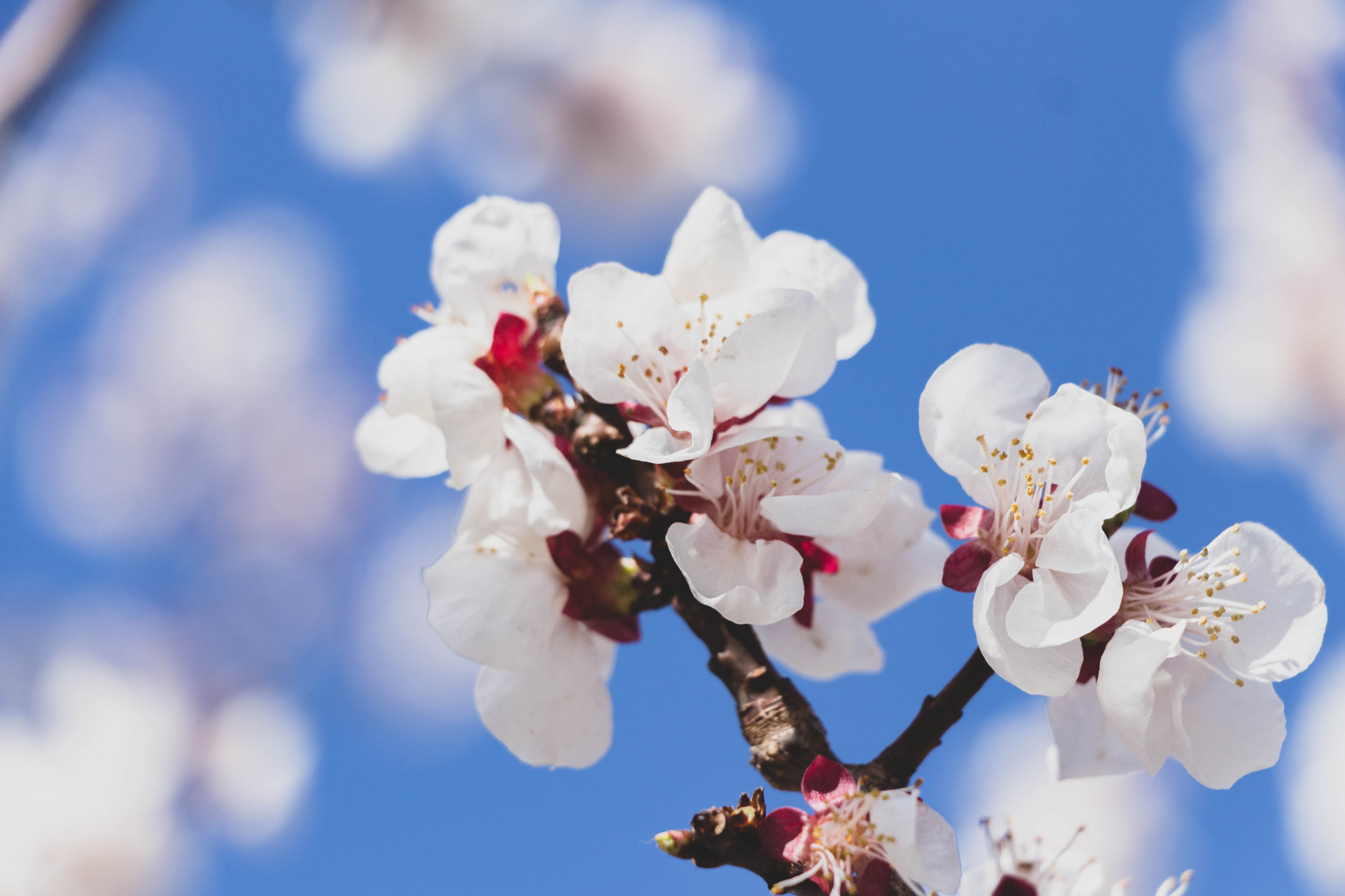 实拍奥森杏花盛开,佳木斯市市花,不仅好看还能美容