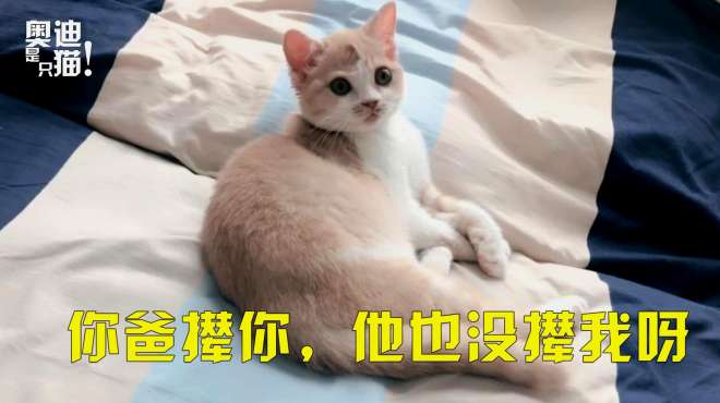 [图]小猫要离家出走，妈妈的一番话，导致铲屎官对小猫下了毒手