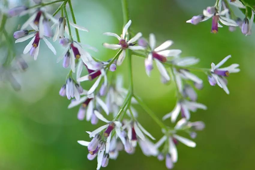 「夜读」胡昕:楝花风里出鲥鱼