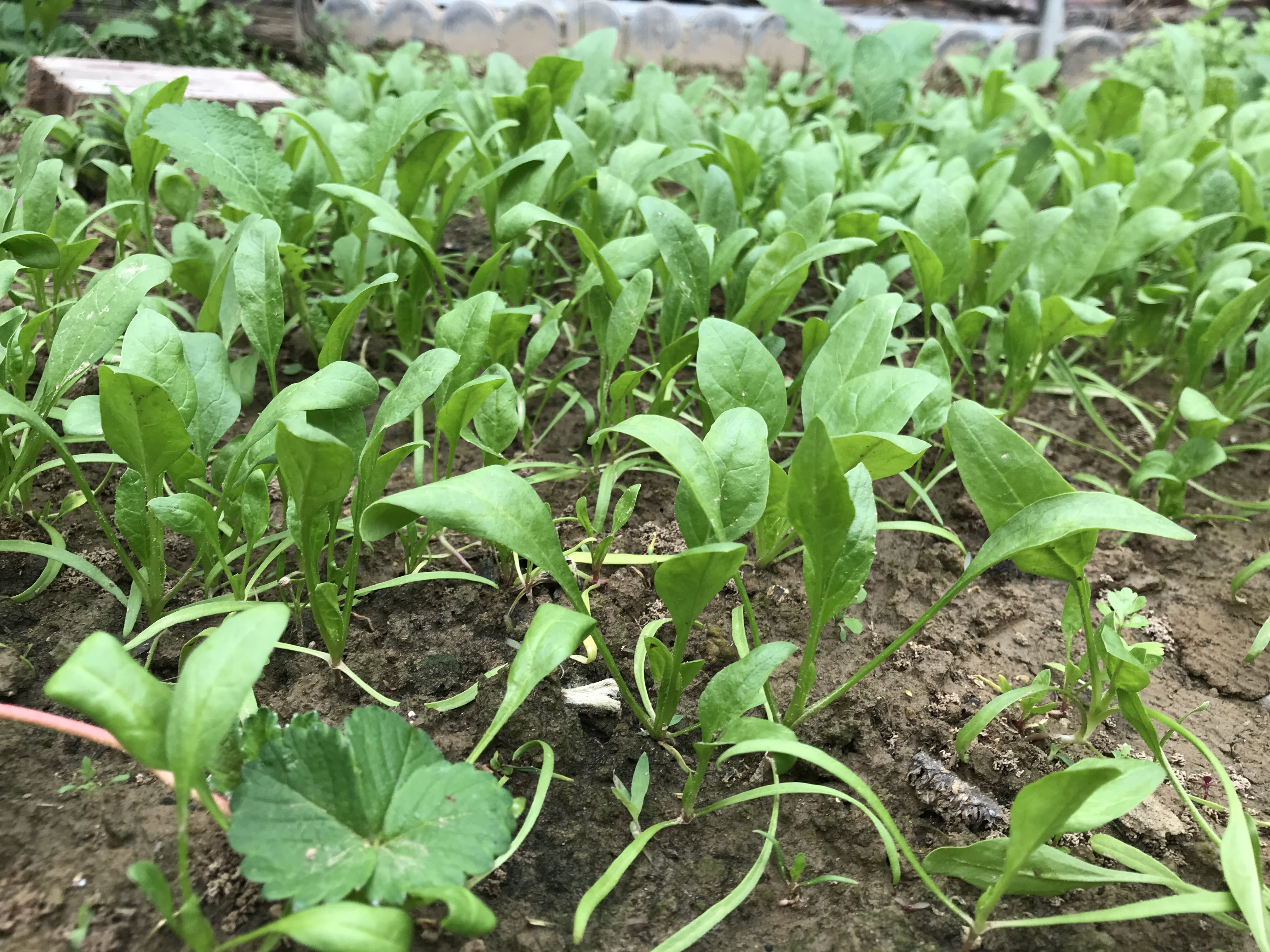 越冬菠菜要种好,基肥和追肥是关键