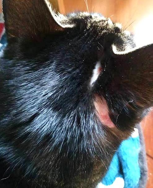 突然斑秃吓坏主人,医生却说没有生病,猫:心情不好,在线秃头