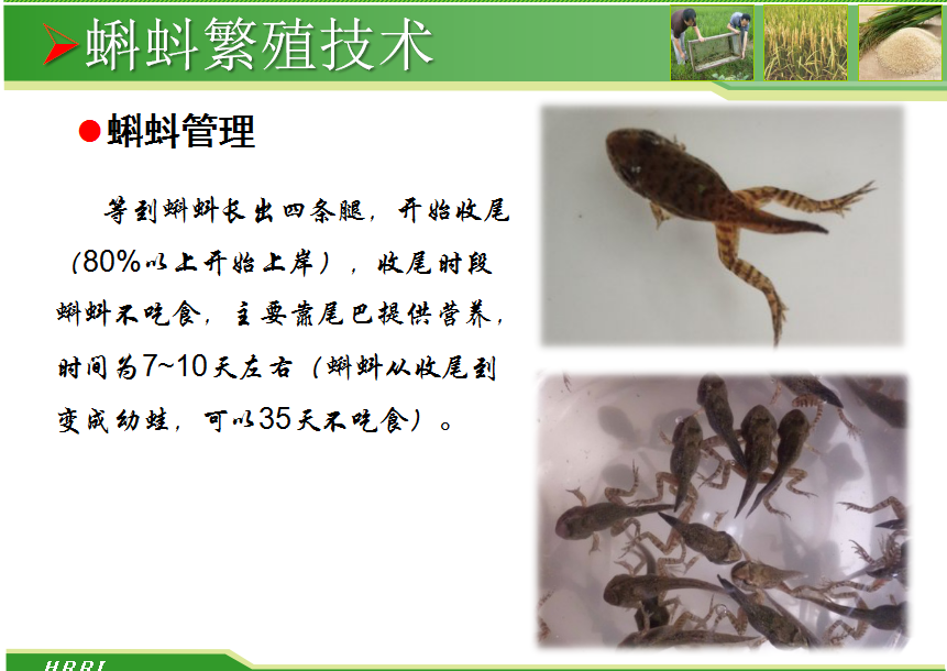 蛙还可以这样养,涨见识了!