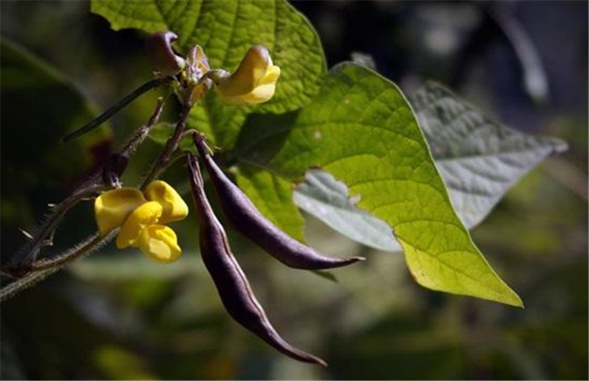 饭豆- 热门商品专区