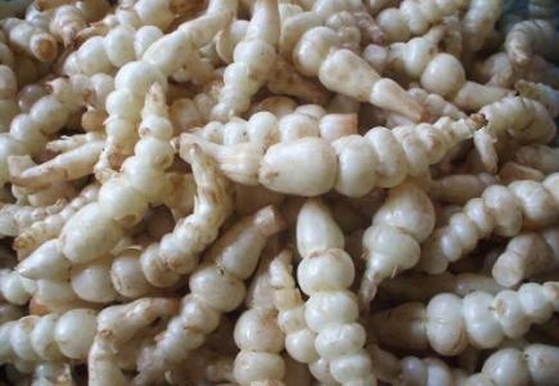 为唇形科水苏属植物地蚕的块茎.