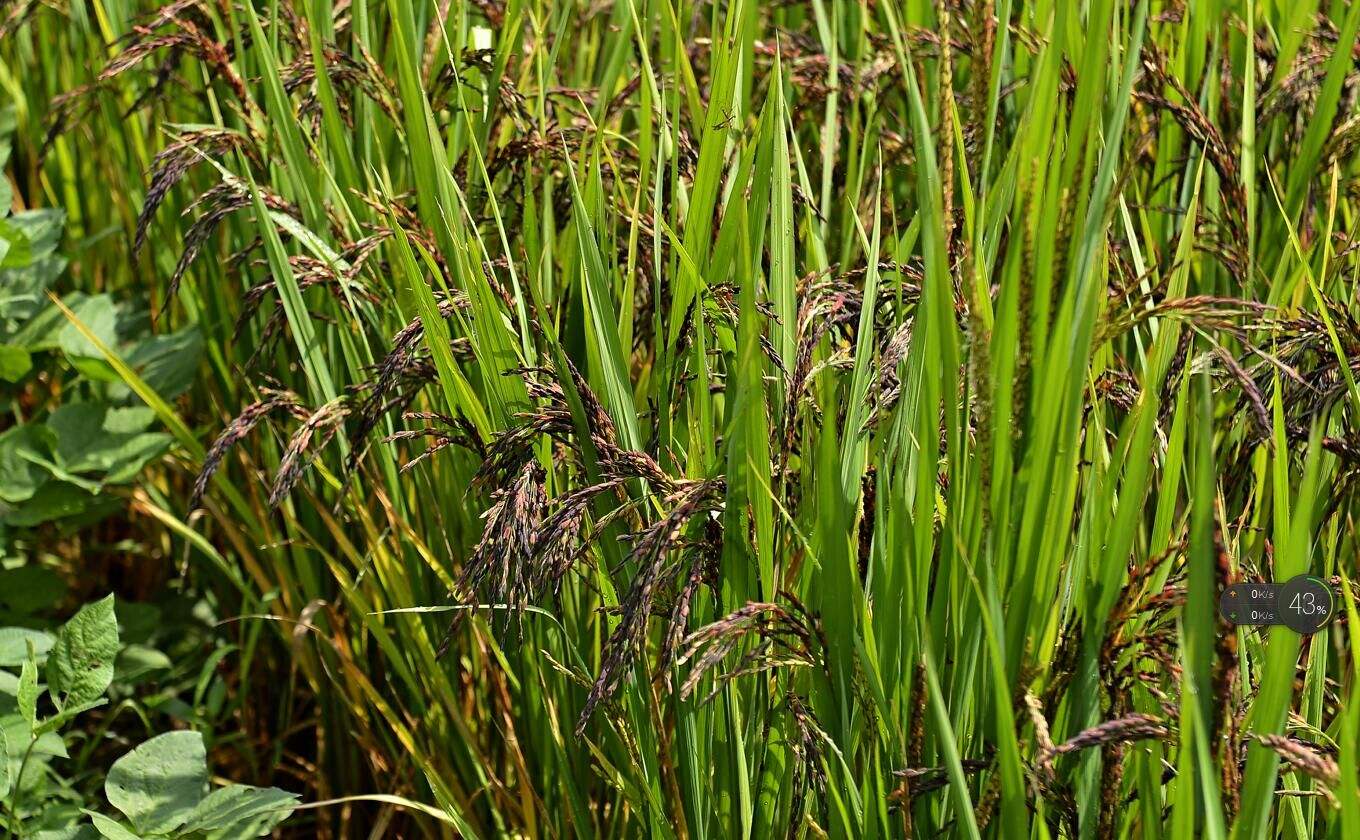 黑米- 热门商品专区