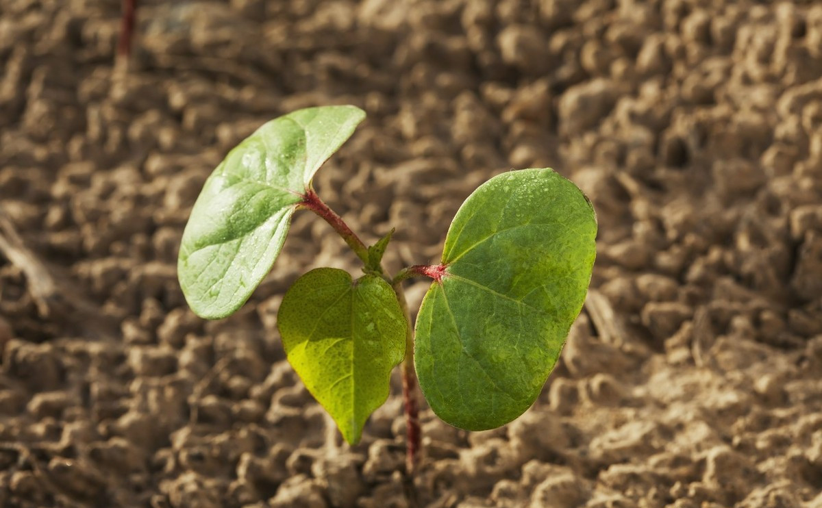 棉花- 热门商品专区