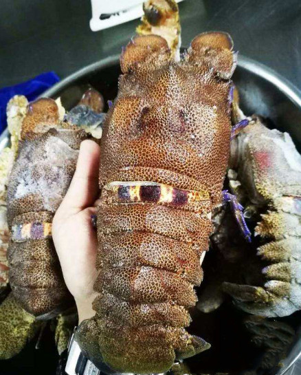 跟朋友去越南吃夜宵,点了8只"犀牛虾",结账时:你在逗我吧?