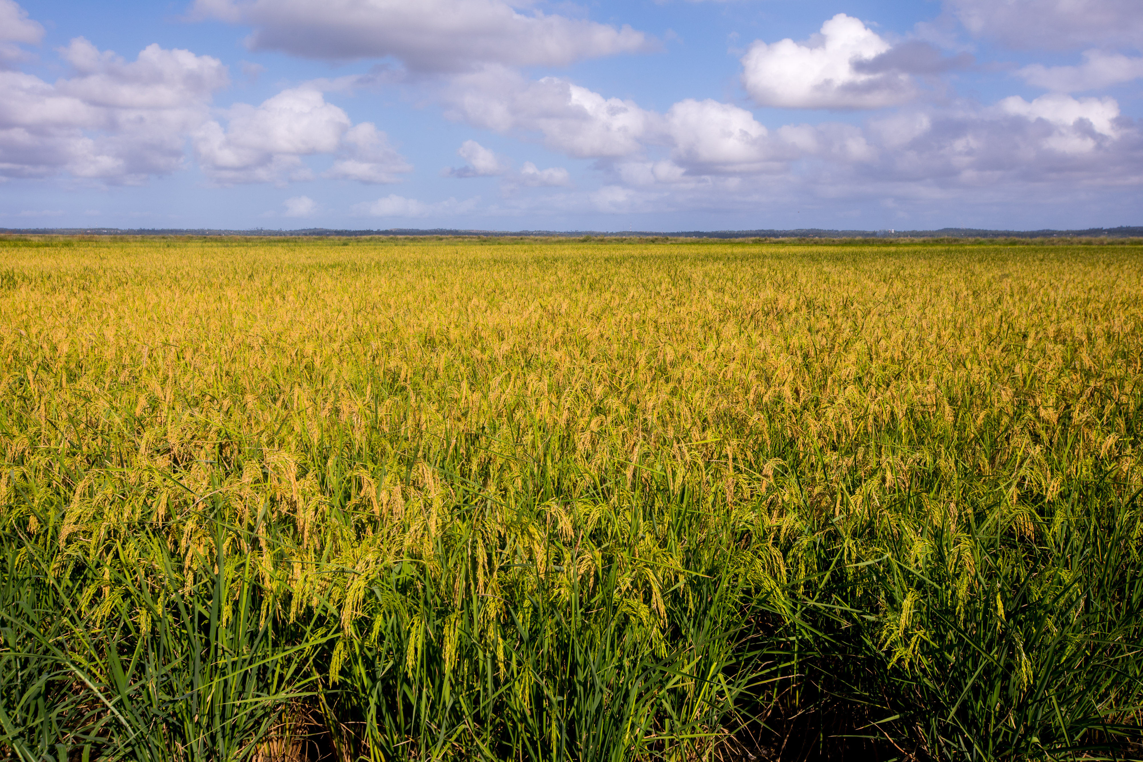 中国农业技术帮助莫桑比克改善粮食问题(9)