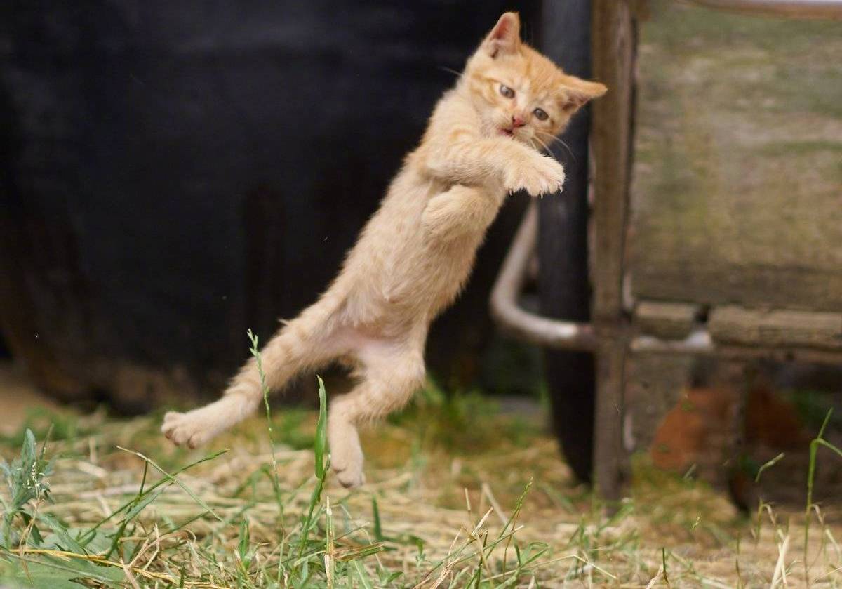 小橘猫认真练习"猫拳",看起来还有模有样,这是为了保持身材吗