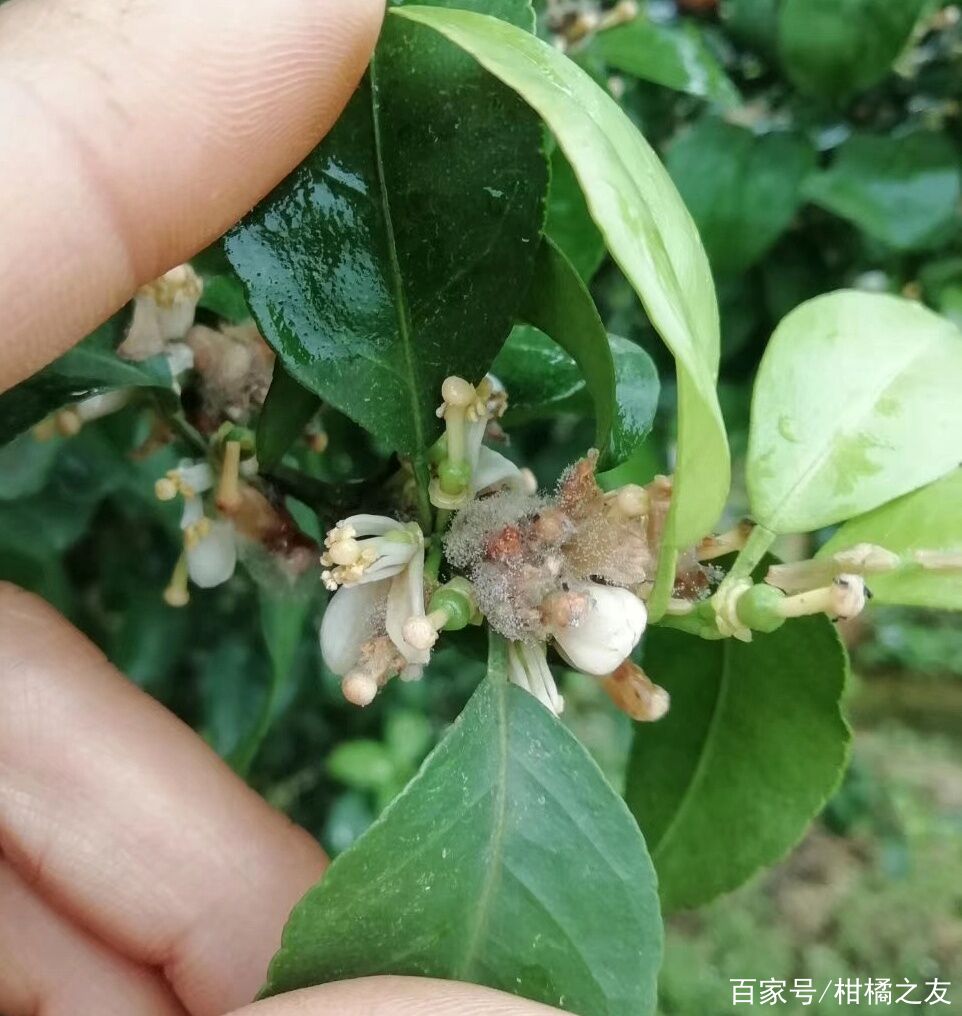 別等大量花皮果,才意識到防治柑橘灰黴病的重要!