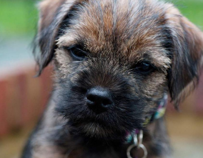 动物图集:博得猎狐犬