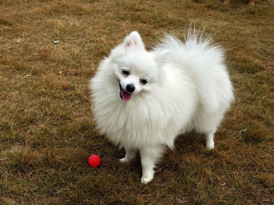 萌萌的博美犬瞭解一下,怎麼才能飼養好它呢?讓我來告訴你吧