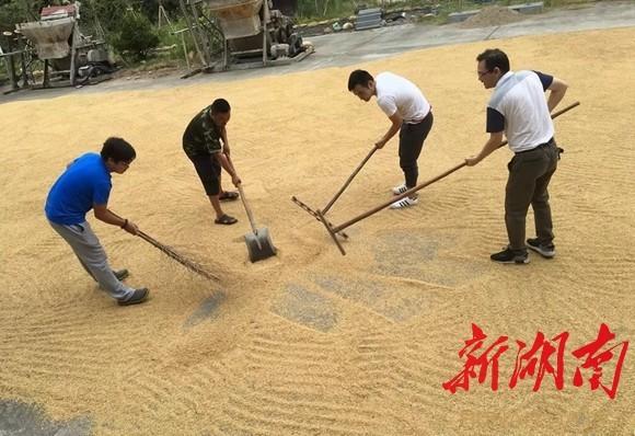 洪江区的新粜米人