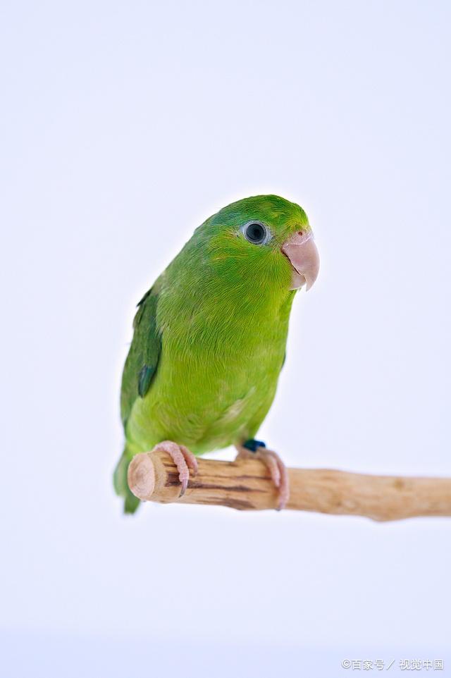 绿色太平洋鹦鹉图片图片