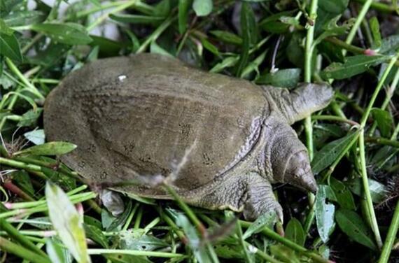 它有美食五味肉之称,也是大补之物