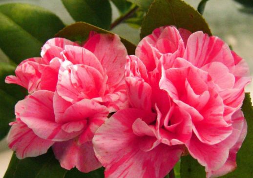 4月发文:茶花想要开成"碗口"大,抓住三点:光照,浇水,施肥