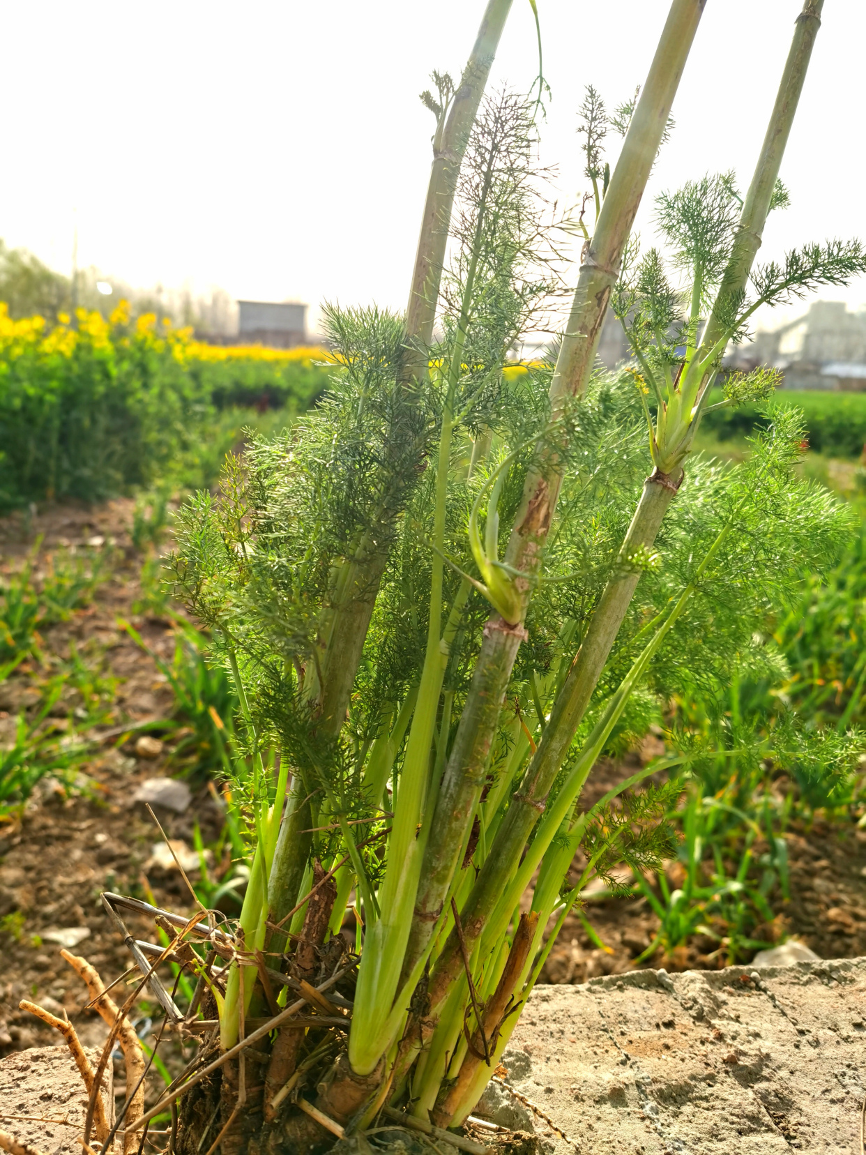 茴香- 热门商品专区