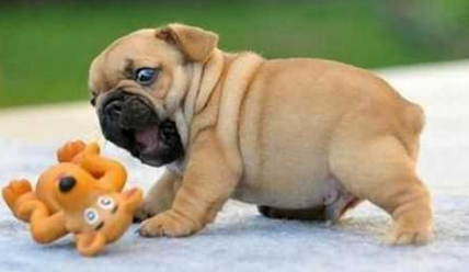 喂养的狗被踢到路上轧死,男子六年后杀害踢狗者报仇