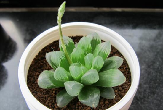 养玉露需不需要施肥?