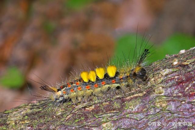 一种对植物危险最大的害虫——舞毒蛾