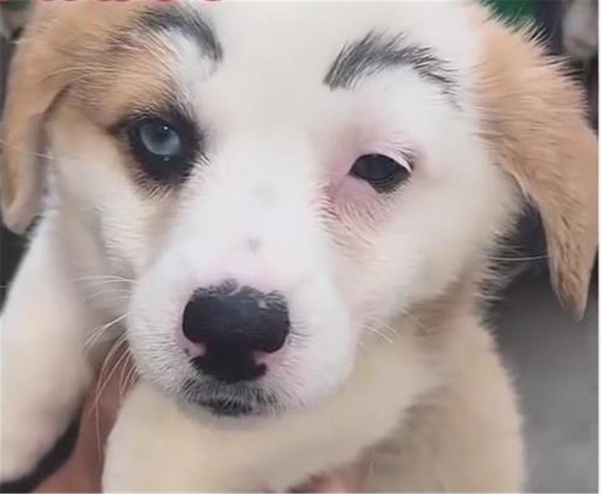 铲屎官给狗狗化妆 结果化妆技术太差 感觉狗狗要哭