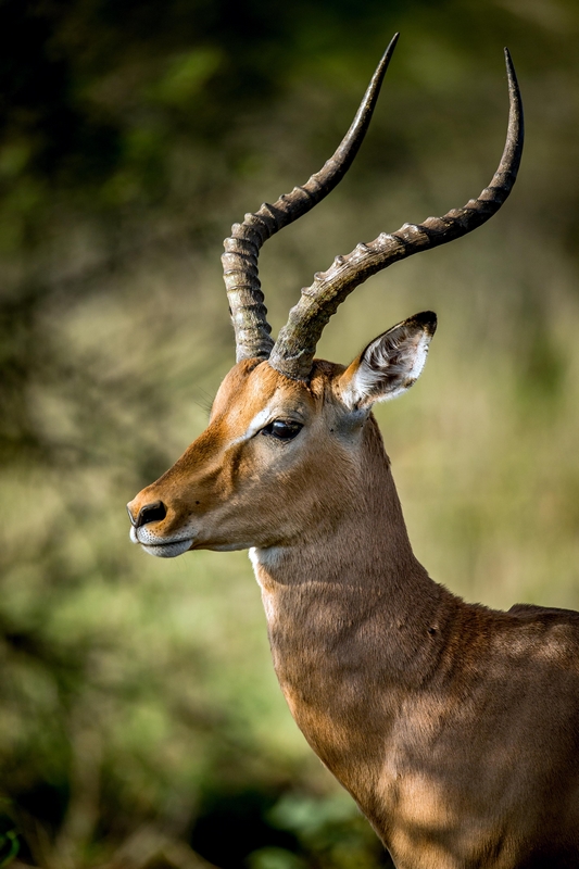 热化了?肯尼亚黑斑羚角罕见朝地倒着长