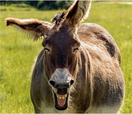 俗语:人浪笑,马浪叫,驴浪呱嗒嘴,狗浪跑断腿,什么意思?