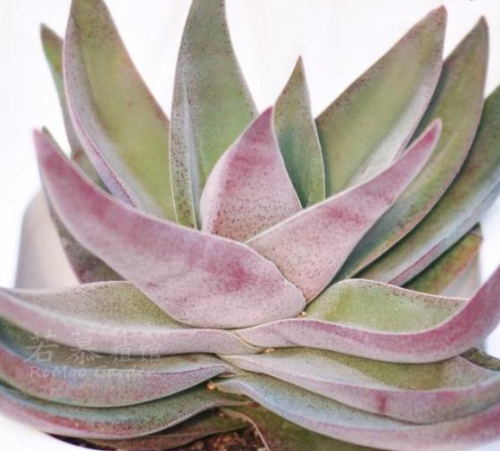 多肉植物神刀的养护方法和注意事项