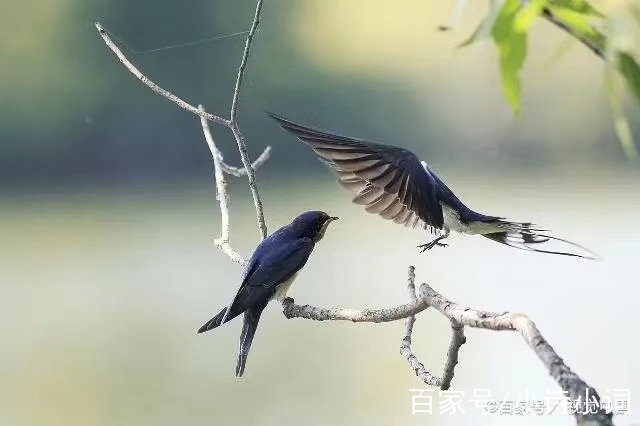 春風春雨春生,春夢春醒春鶯(一組原創)