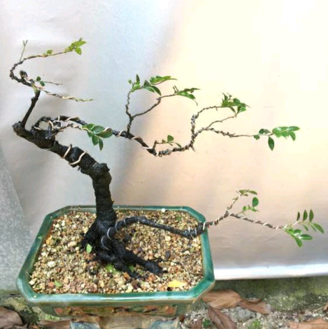 周末没事,给黑骨茶做个发型,理发以后黑骨茶盆景瞬间上了个档次