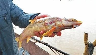 黄河中最神秘的鱼,长得却像鸽子,北方铜鱼