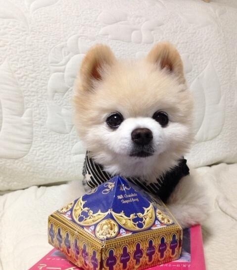 美国网红犬:博美俊介太卖萌