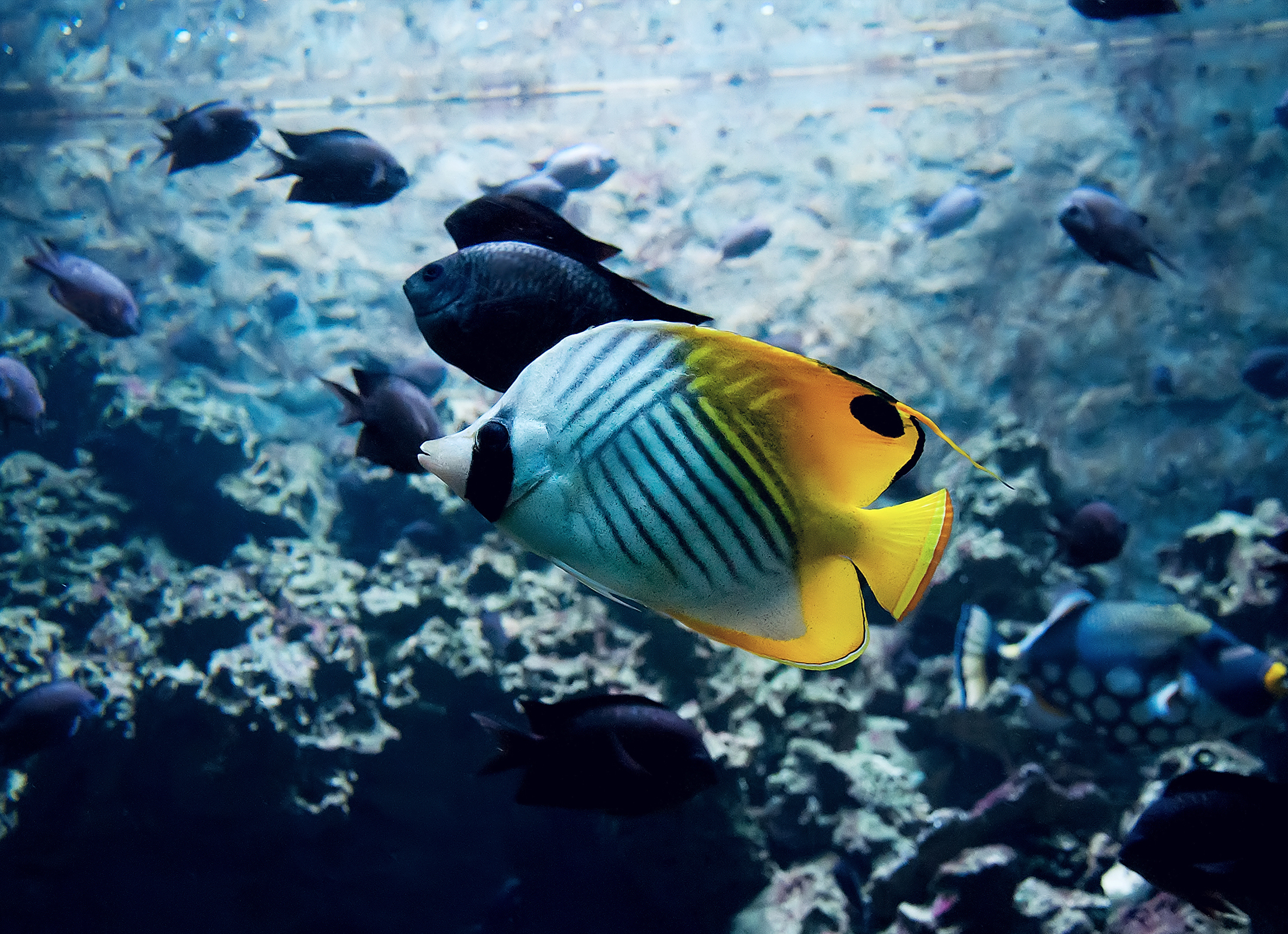 混养热带鱼必须注意这些问题,否则必将缸内大乱!